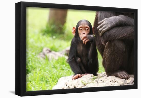 Chimpanzees (Mother & Baby Sitting) Art Poster Print-null-Framed Poster
