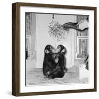 Chimpanzees of Bertram Mills Circus, 1955-Chapman-Framed Photographic Print