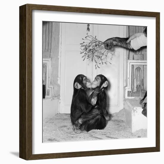 Chimpanzees of Bertram Mills Circus, 1955-Chapman-Framed Photographic Print