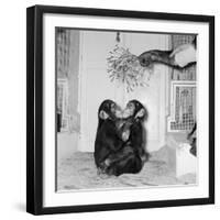 Chimpanzees of Bertram Mills Circus, 1955-Chapman-Framed Photographic Print