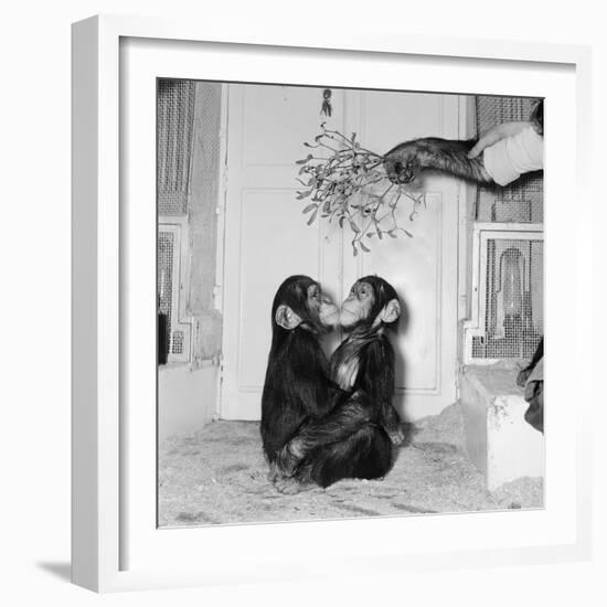 Chimpanzees of Bertram Mills Circus, 1955-Chapman-Framed Photographic Print