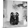 Chimpanzees of Bertram Mills Circus, 1955-Chapman-Mounted Photographic Print