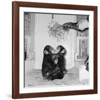Chimpanzees of Bertram Mills Circus, 1955-Chapman-Framed Photographic Print