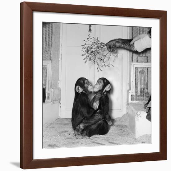 Chimpanzees of Bertram Mills Circus, 1955-Chapman-Framed Photographic Print