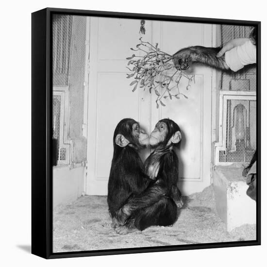 Chimpanzees of Bertram Mills Circus, 1955-Chapman-Framed Stretched Canvas