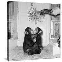 Chimpanzees of Bertram Mills Circus, 1955-Chapman-Stretched Canvas