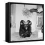 Chimpanzees of Bertram Mills Circus, 1955-Chapman-Framed Stretched Canvas