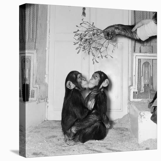 Chimpanzees of Bertram Mills Circus, 1955-Chapman-Stretched Canvas