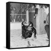 Chimpanzees of Bertram Mills Circus, 1955-Chapman-Framed Stretched Canvas