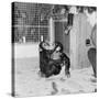 Chimpanzees of Bertram Mills Circus, 1955-Chapman-Stretched Canvas