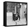 Chimpanzees of Bertram Mills Circus, 1955-Chapman-Framed Stretched Canvas