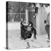 Chimpanzees of Bertram Mills Circus, 1955-Chapman-Stretched Canvas