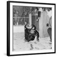 Chimpanzees of Bertram Mills Circus, 1955-Chapman-Framed Photographic Print