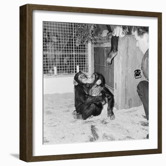 Chimpanzees of Bertram Mills Circus, 1955-Chapman-Framed Photographic Print