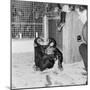 Chimpanzees of Bertram Mills Circus, 1955-Chapman-Mounted Photographic Print