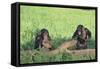 Chimpanzees Playing with Rocks and Sticks-DLILLC-Framed Stretched Canvas