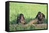 Chimpanzees Playing with Rocks and Sticks-DLILLC-Framed Stretched Canvas