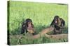 Chimpanzees Playing with Rocks and Sticks-DLILLC-Stretched Canvas