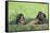Chimpanzees Playing with Rocks and Sticks-DLILLC-Framed Stretched Canvas