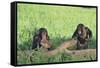 Chimpanzees Playing with Rocks and Sticks-DLILLC-Framed Stretched Canvas