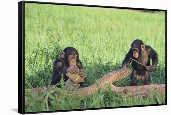 Chimpanzees Playing with Rocks and Sticks-DLILLC-Framed Stretched Canvas