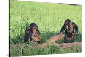 Chimpanzees Playing with Rocks and Sticks-DLILLC-Stretched Canvas