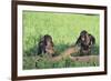 Chimpanzees Playing with Rocks and Sticks-DLILLC-Framed Photographic Print