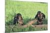 Chimpanzees Playing with Rocks and Sticks-DLILLC-Mounted Photographic Print