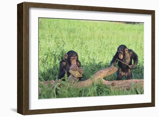 Chimpanzees Playing with Rocks and Sticks-DLILLC-Framed Photographic Print