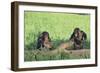 Chimpanzees Playing with Rocks and Sticks-DLILLC-Framed Photographic Print