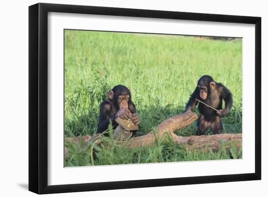 Chimpanzees Playing with Rocks and Sticks-DLILLC-Framed Photographic Print