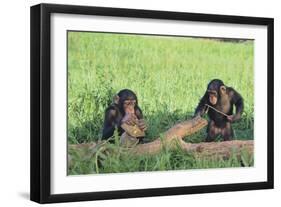 Chimpanzees Playing with Rocks and Sticks-DLILLC-Framed Photographic Print