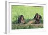 Chimpanzees Playing with Rocks and Sticks-DLILLC-Framed Photographic Print