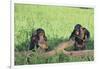 Chimpanzees Playing with Rocks and Sticks-DLILLC-Framed Photographic Print