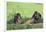 Chimpanzees Playing with Rocks and Sticks-DLILLC-Framed Photographic Print