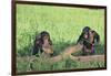 Chimpanzees Playing with Rocks and Sticks-DLILLC-Framed Photographic Print