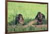 Chimpanzees Playing with Rocks and Sticks-DLILLC-Framed Photographic Print