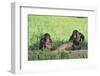 Chimpanzees Playing with Rocks and Sticks-DLILLC-Framed Photographic Print