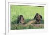 Chimpanzees Playing with Rocks and Sticks-DLILLC-Framed Photographic Print