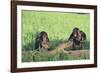 Chimpanzees Playing with Rocks and Sticks-DLILLC-Framed Photographic Print