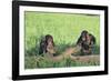 Chimpanzees Playing with Rocks and Sticks-DLILLC-Framed Photographic Print