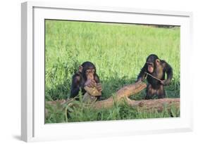 Chimpanzees Playing with Rocks and Sticks-DLILLC-Framed Photographic Print