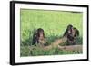 Chimpanzees Playing with Rocks and Sticks-DLILLC-Framed Photographic Print