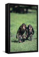 Chimpanzees-DLILLC-Framed Stretched Canvas