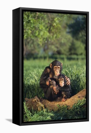 Chimpanzees-DLILLC-Framed Stretched Canvas