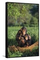 Chimpanzees-DLILLC-Framed Stretched Canvas