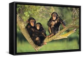 Chimpanzees-DLILLC-Framed Stretched Canvas