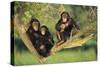 Chimpanzees-DLILLC-Stretched Canvas