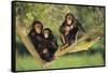 Chimpanzees-DLILLC-Framed Stretched Canvas