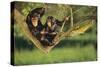 Chimpanzees-DLILLC-Stretched Canvas